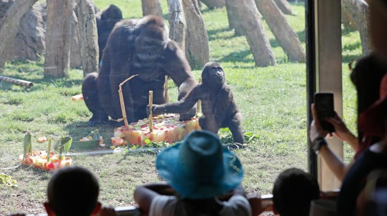 Virunga con su familia y su tarta de cumpleaños