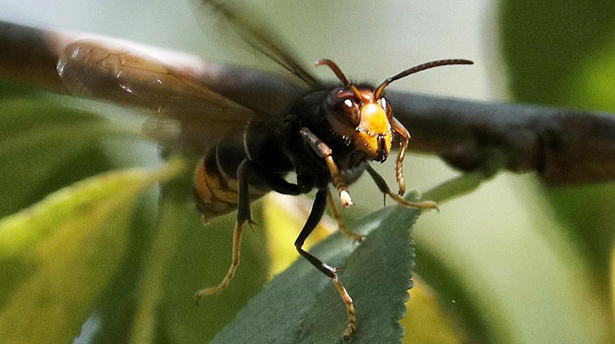 Imagen de una avispa velutina carca de Santiago de Compostela