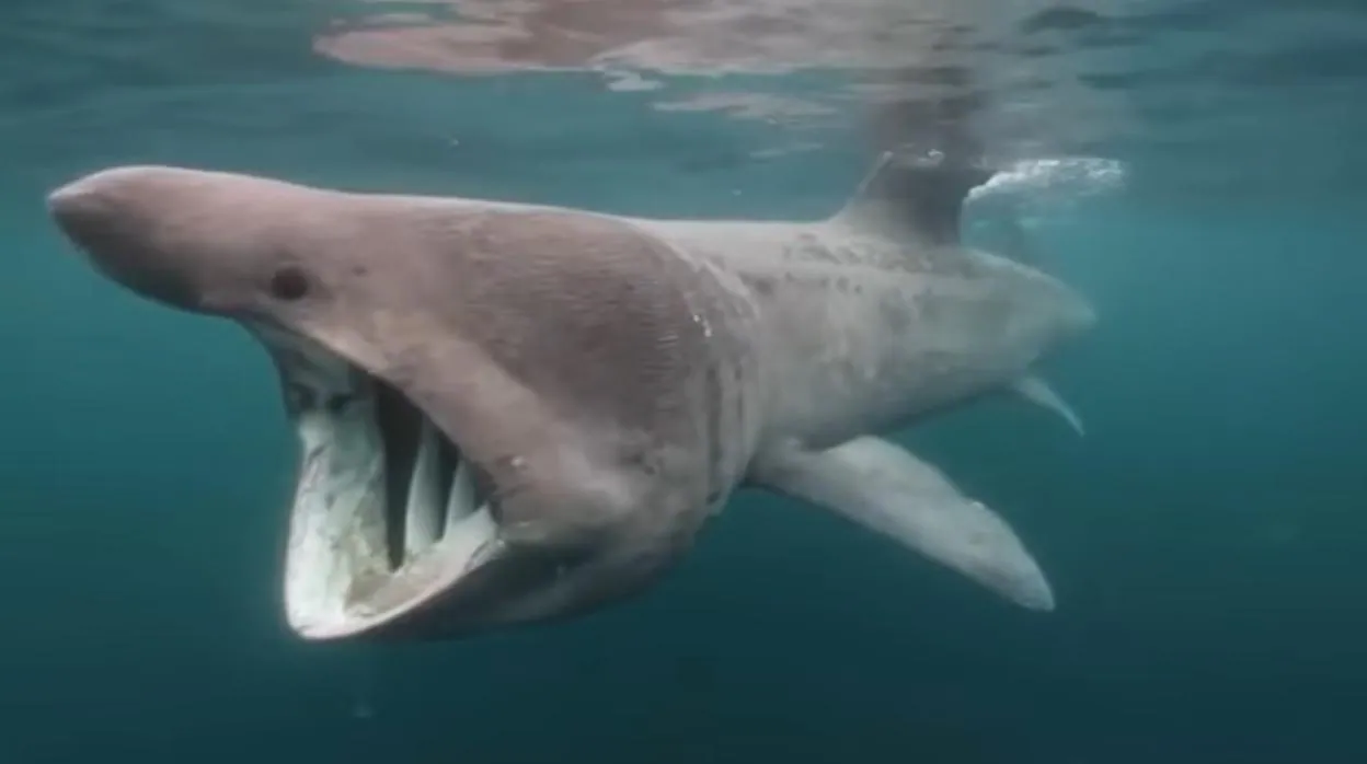 El enigma del tiburón de diez metros habitual en Canarias