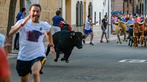 Aparatosa cogida en el encierro de las fiestas de Añover de Tajo