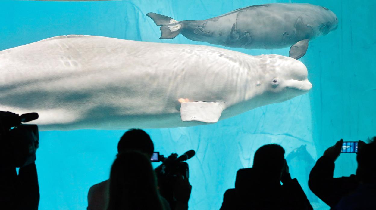 La última cría de beluga nacida en cautividad en Europa está en el Oceanogràfic de Valencia