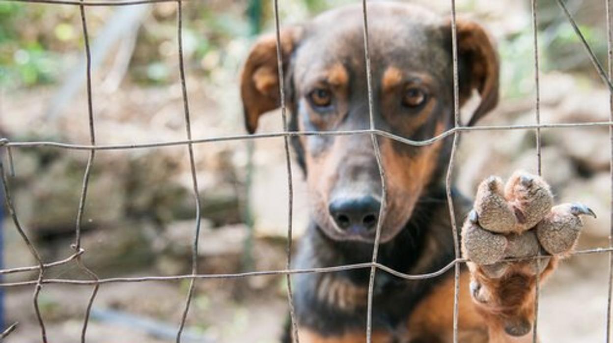 El perro llevaba tres meses muerto