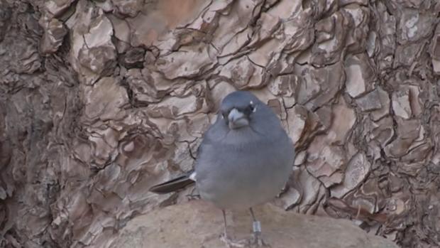 Biólogos canarios apuntan a Pascual Calabuig por crear una burbuja con la defensa del pinzón azul