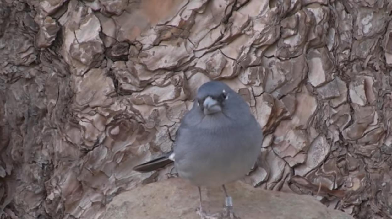 Biólogos canarios apuntan a Pascual Calabuig por crear una burbuja con la defensa del pinzón azul