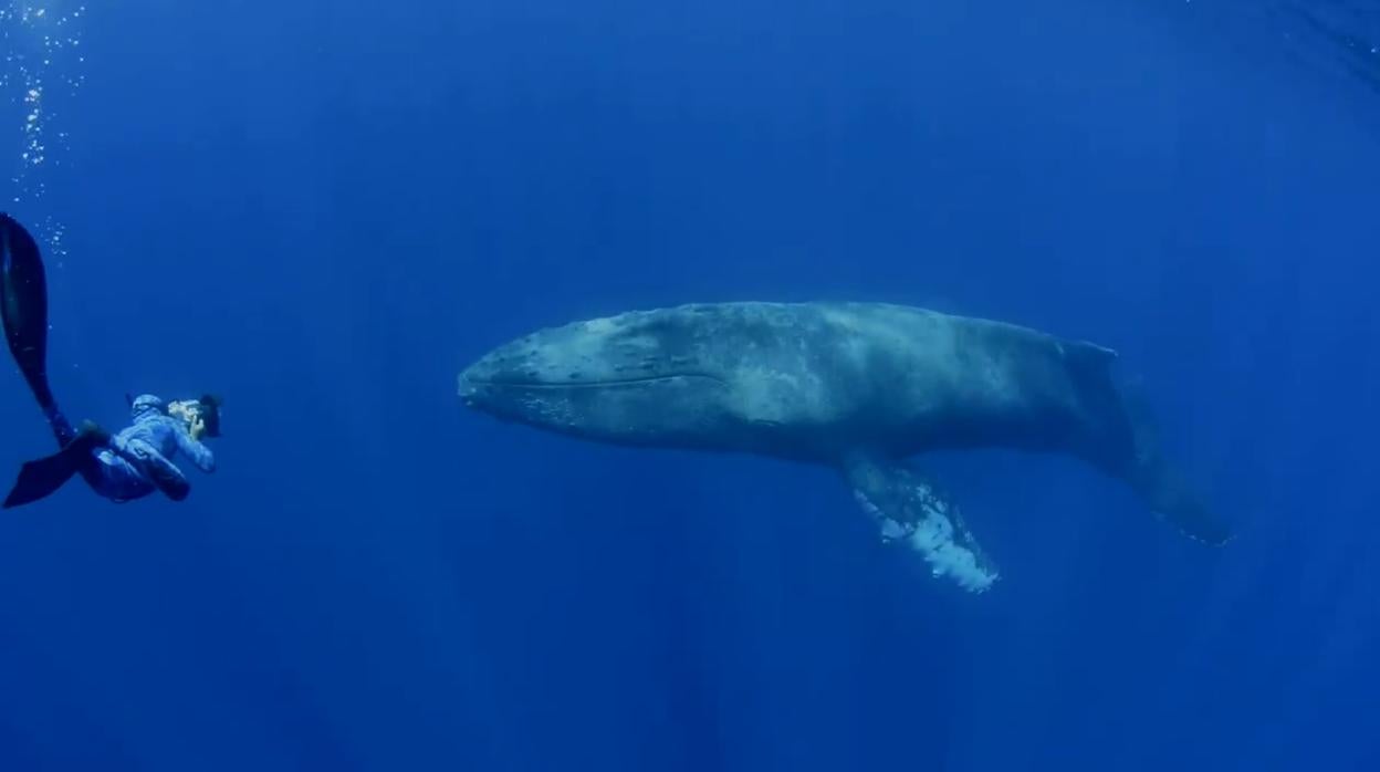 La fotogénica y gigantesca ballena gubarte que ha visitado Canarias