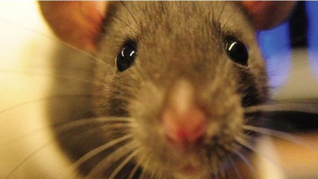 Denuncian una plaga de ratas en Boadilla y el Ayuntamiento lo niega