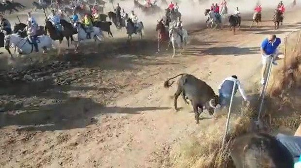 Escalofriante cogida por asta de toro en el último encierro de Medina del Campo (Valladolid)