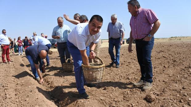 Nace en Villafranca una cooperativa de azafrán ecológico