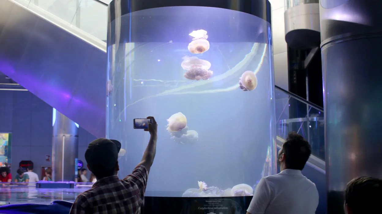 Dos visitantes contemplan y fotografían las medusas «huevo frito» en el Oceanogràfic de València
