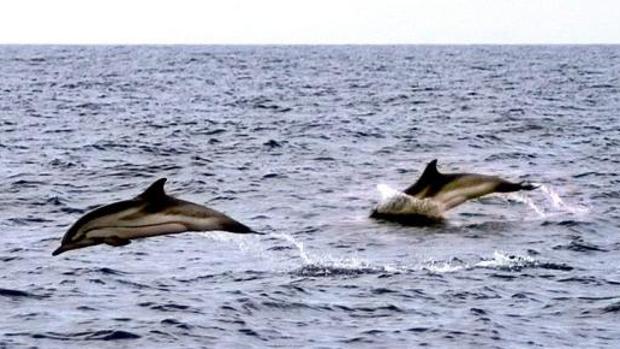 Llega al Mediterráneo el virus más letal para los delfines, de la familia del sarampión para humanos