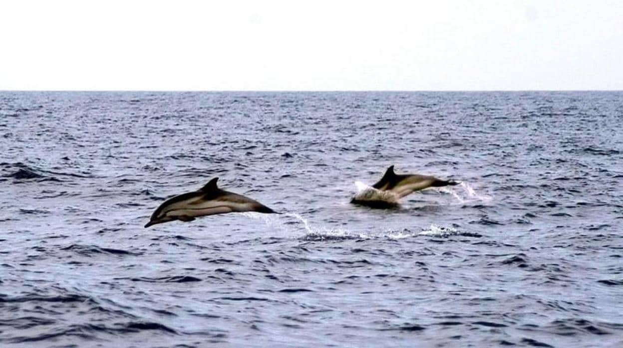 Delfines cerca de las costas valencianas