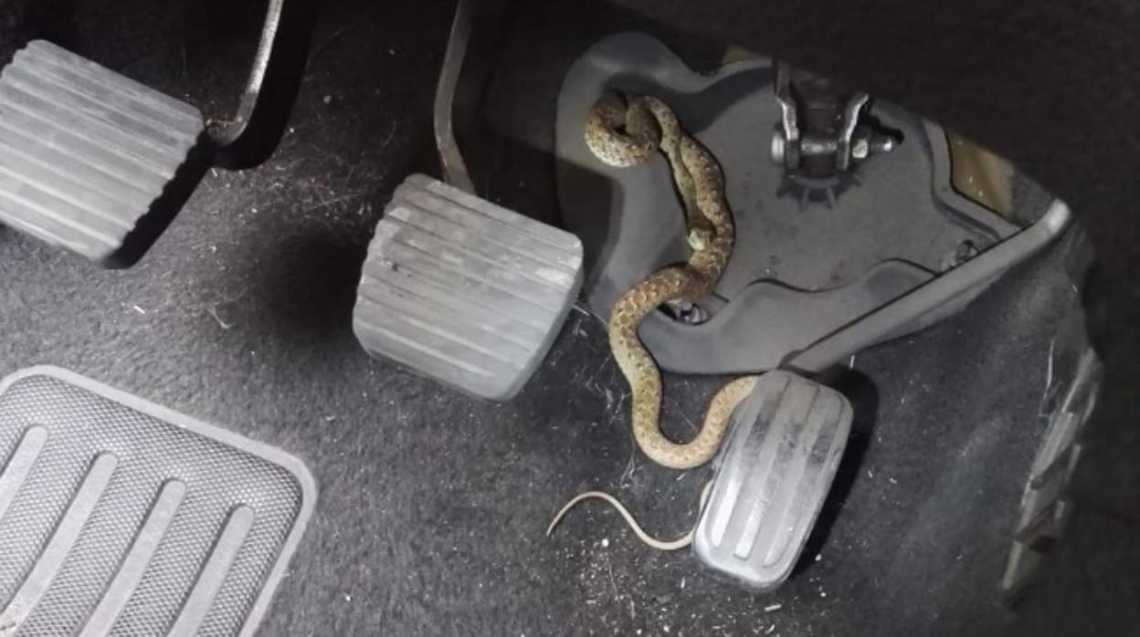 Serpiente que los agentes encontraron en el vehículo