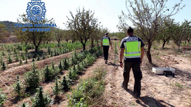 Descubren en un pueblo de Zaragoza una finca con más de 2.200 plantas de marihuana