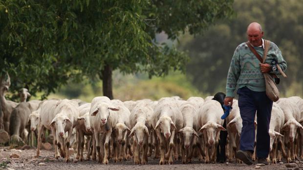 Los pastores, en peligro de extinción