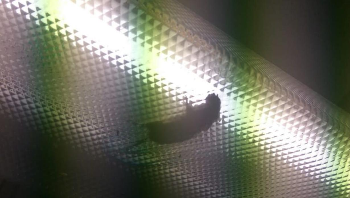 Una rata, caminando sobre un fluorescente