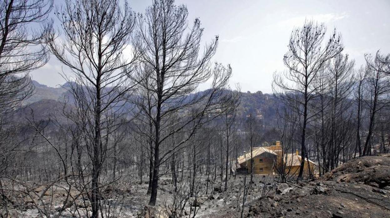 Zona arrasada por el fuego en el incendio de Llutxent y otros seis municipios valencianos, en agosto