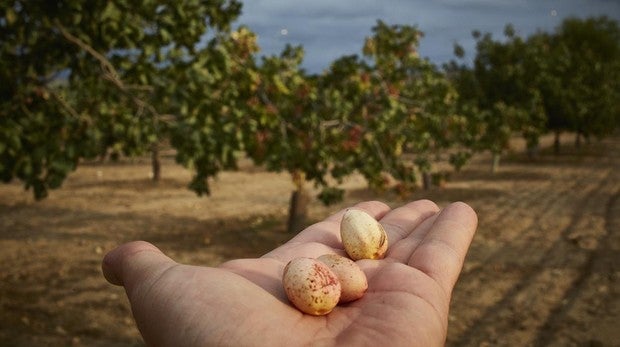 Llega a Madrid el «boom» del pistacho