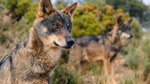 La Comunidad de Madrid revisará las ayudas a ganaderos por ataques de lobo