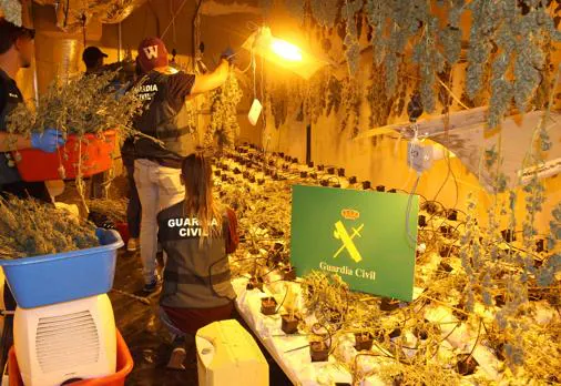Una plantación de marihuana descubierta por la Guardia Civil en Irún