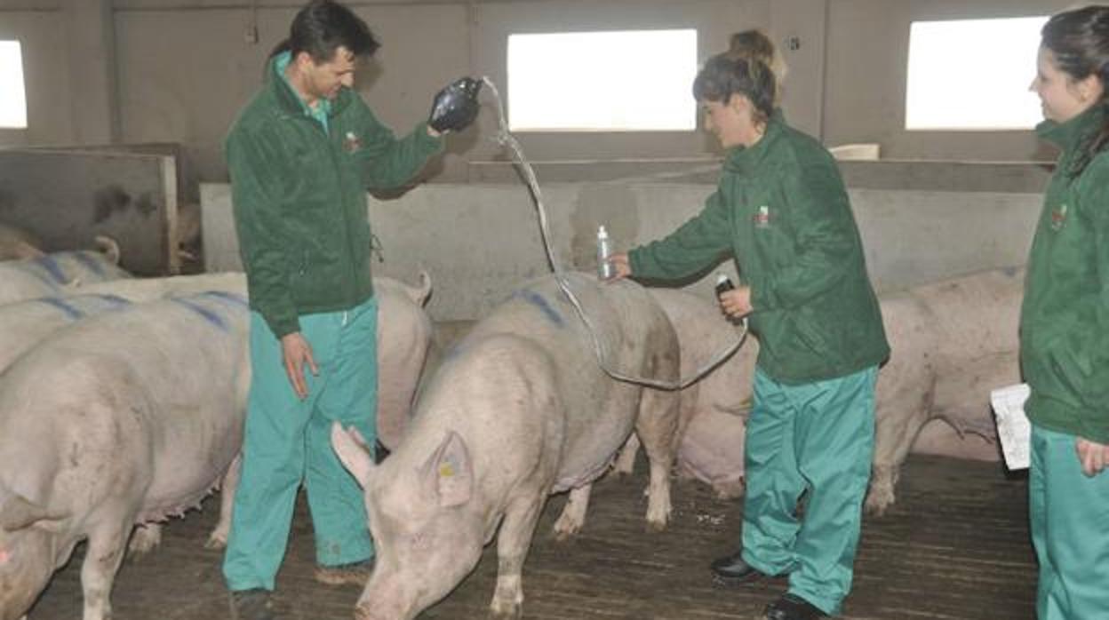 Los veterinarios hacen una ecografía a una gestante