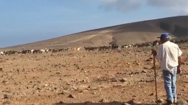 Vídeo: la tradicional «apañada» de cabras canarias de Ajui, más de 2.000 años de existencia