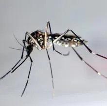 Confirmados dos casos de dengue contraídos en España y otras cinco noticias imprescindibles de este martes