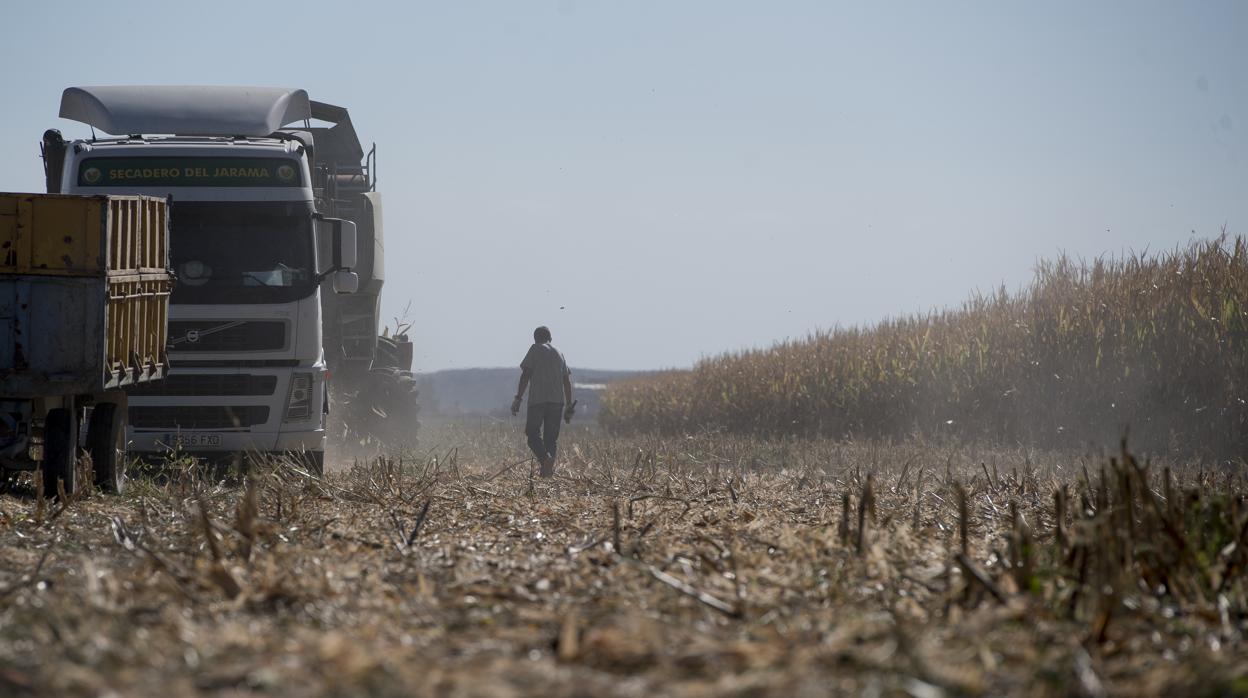 Los agricultores de Gózquez de Abajo trabajan en la recogida de maíz