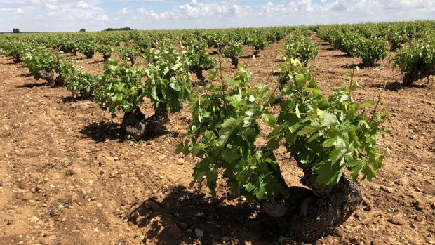 Alceo, vino de la DO La Mancha, premiado con un Zarcillo de Oro