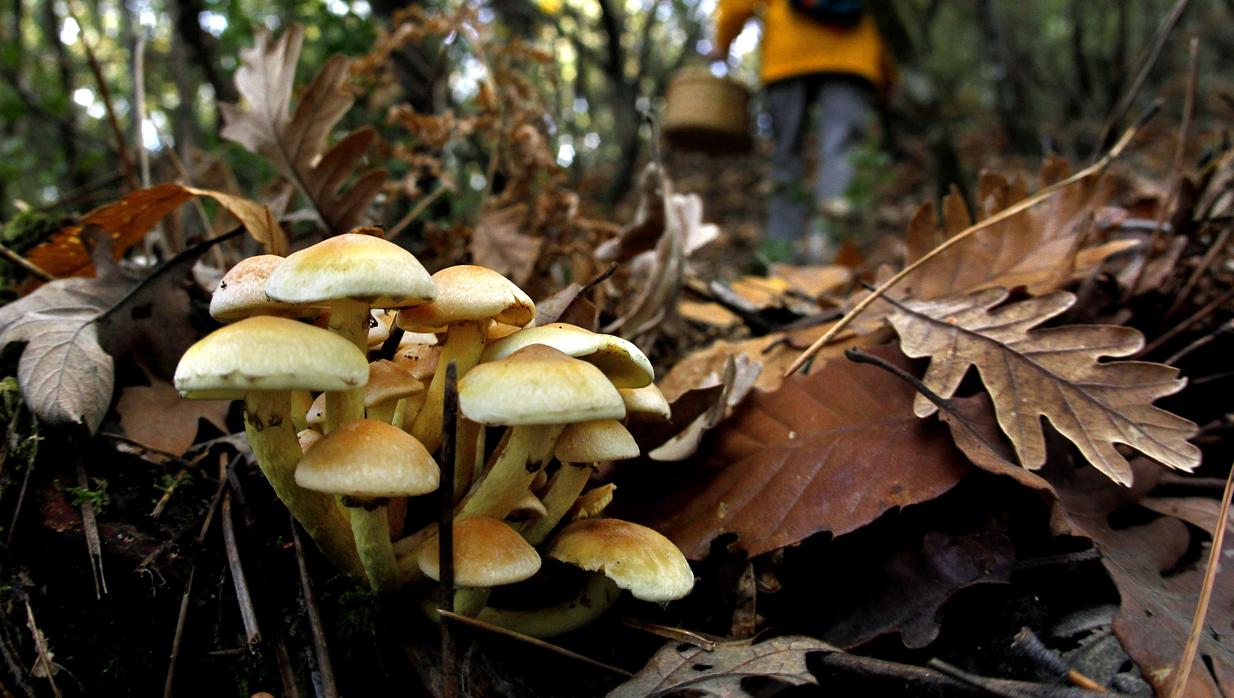 Gente recogiendo setas en un bosque español