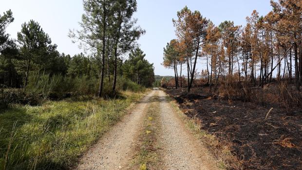 Un «perímetro de alto riesgo de incendio» facilitará las rozas en fincas abandonadas