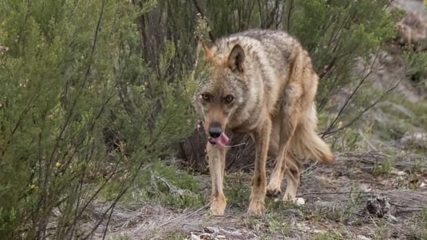 Castilla y León plantea que los ganaderos disparen a los lobos si atacan  sus rebaños