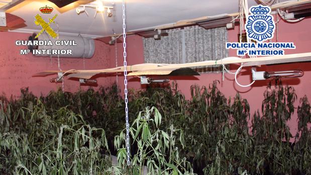 Incautadas en Arévalo 400 plantas de marihuana en el interior de una vivienda