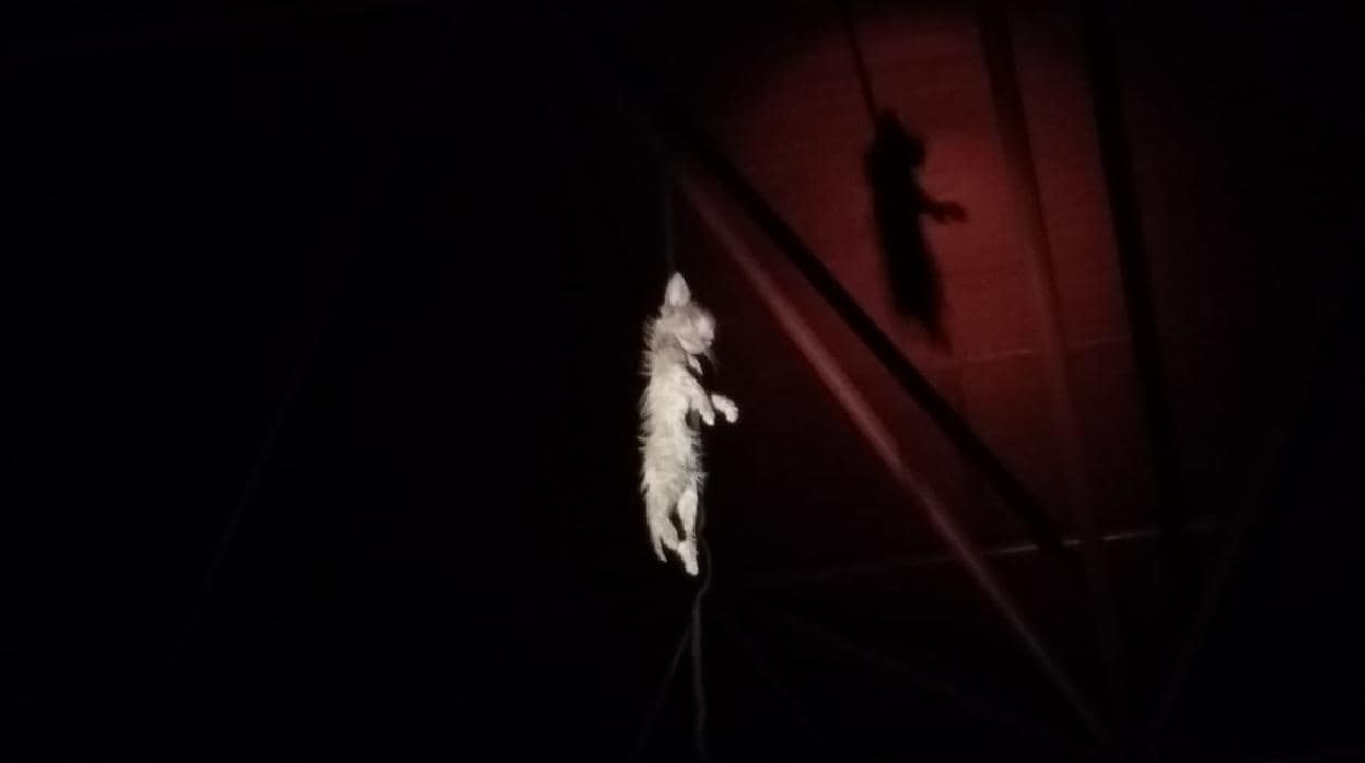 Uno de los gatos, ahorcado en un auditorio de Vallecas