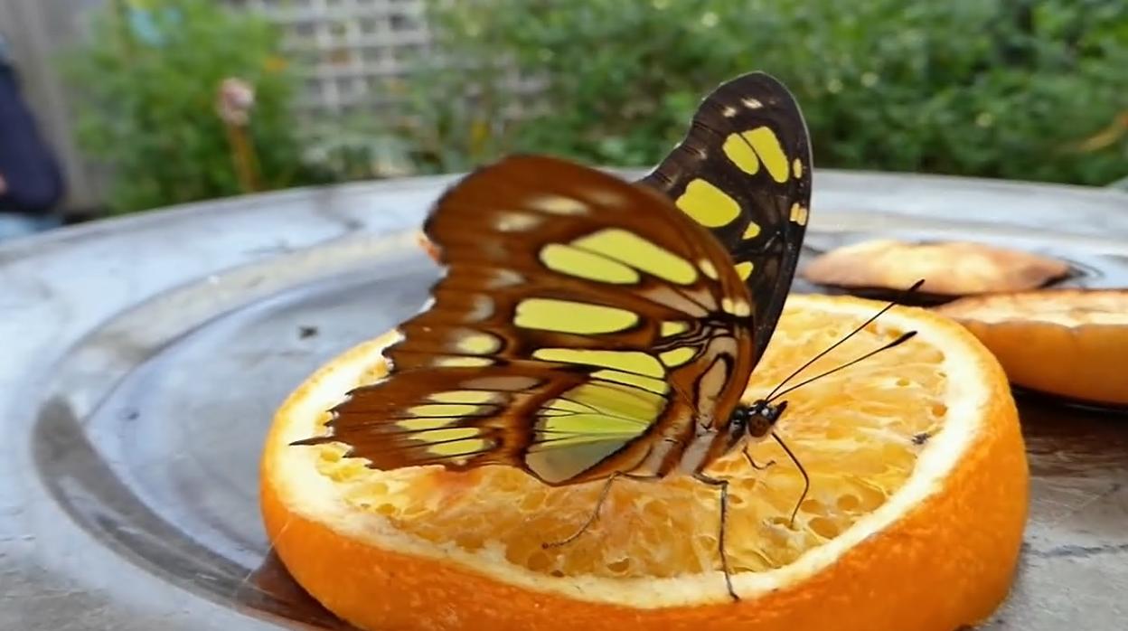 Otoño es tiempo de mariposas en Canarias