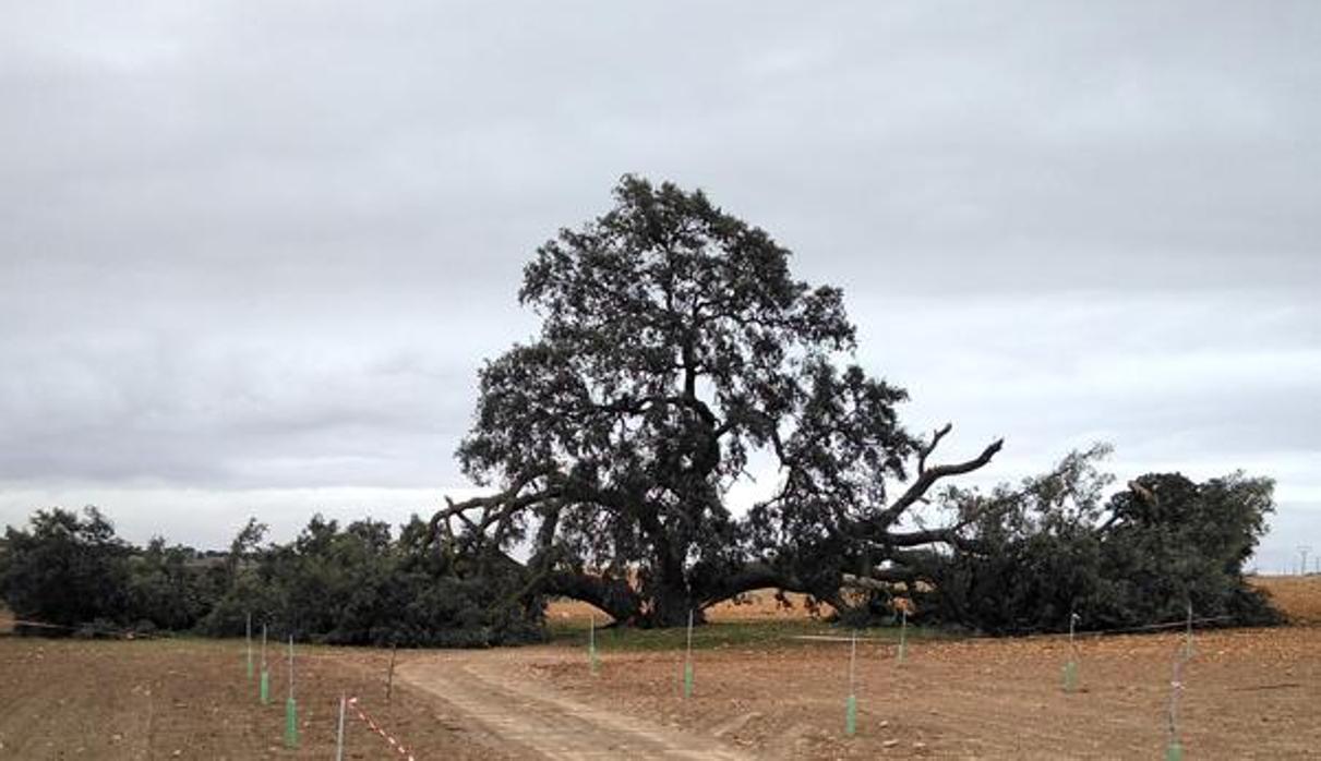 Encina «Ruli», con sus dos ramas laterales caídas, tras los temporales del pasado invierno