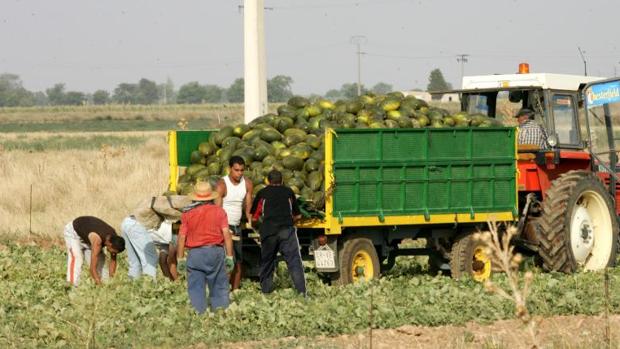 Cooperativas califica de «ruinosa» la campaña de la sandía y el melón en Castilla-La Mancha