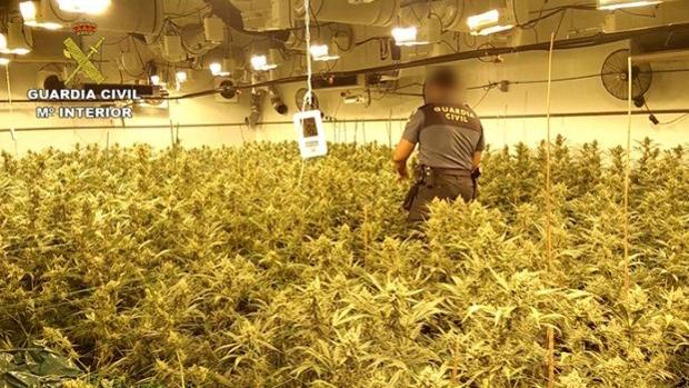 Incautadas 9.000 plantas de «maría» que empresarios de alto nivel cultivaban en un macro invernadero en Cheste