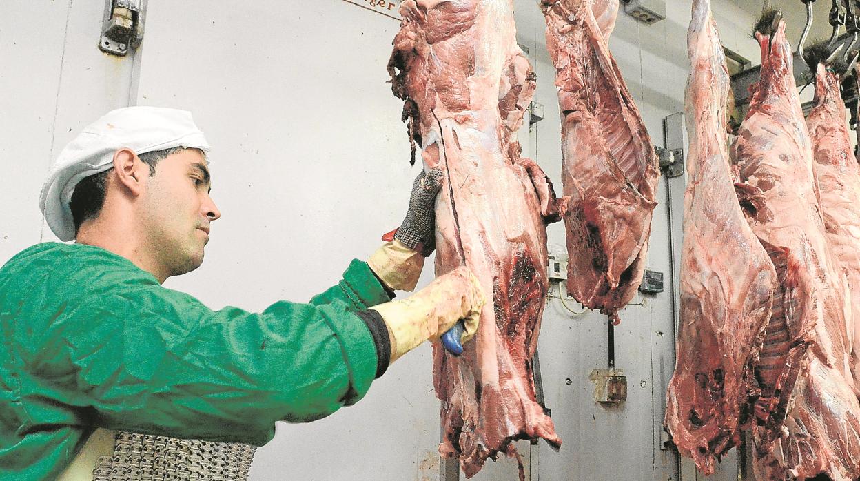 Un trabajador corta un ejemplar en una empresa de despiece y envasado de carne de caza