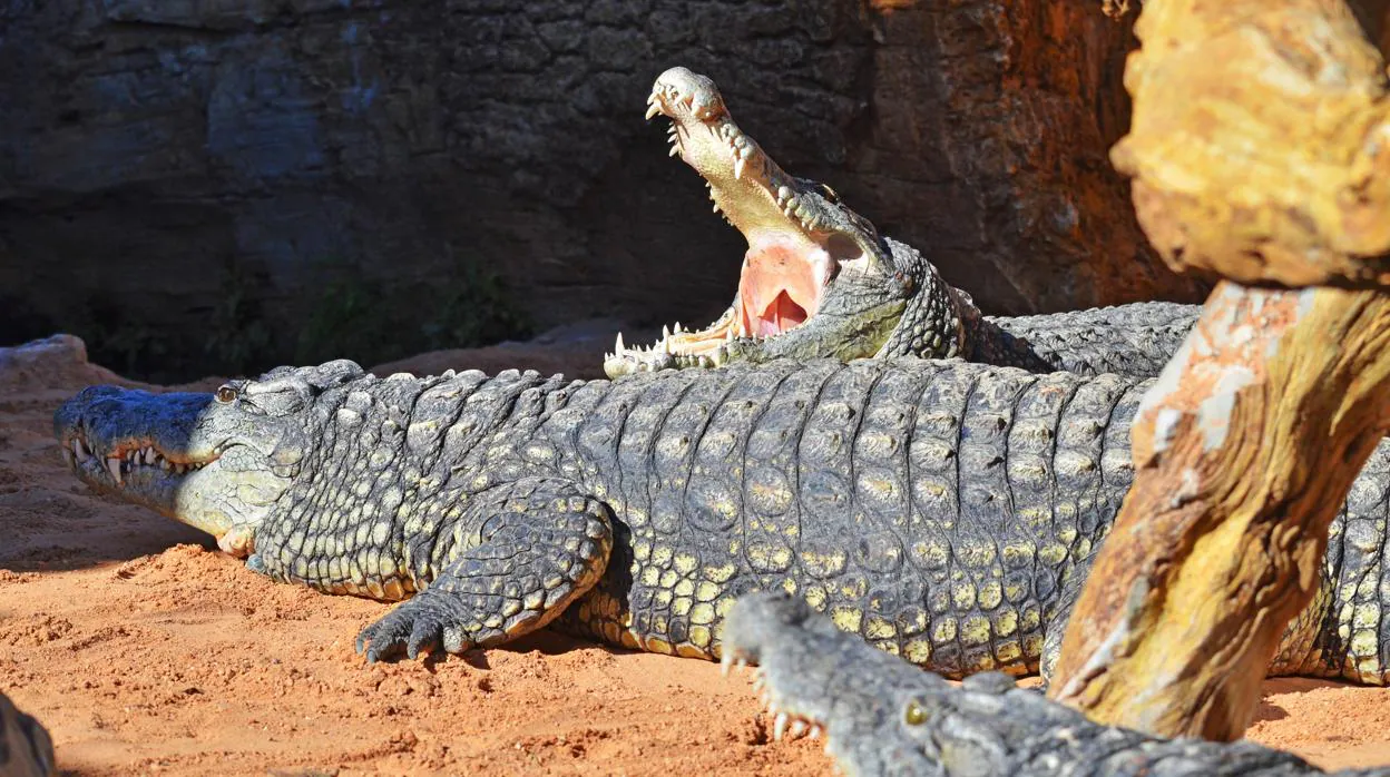 Los cocodrilos del Nilo que ya conviven en Bioparc Valencia