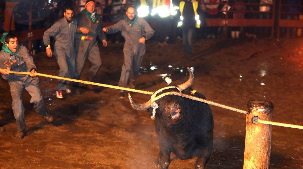 Celebración del toro jubilo el pasado sábado en Medinaceli (Soria)