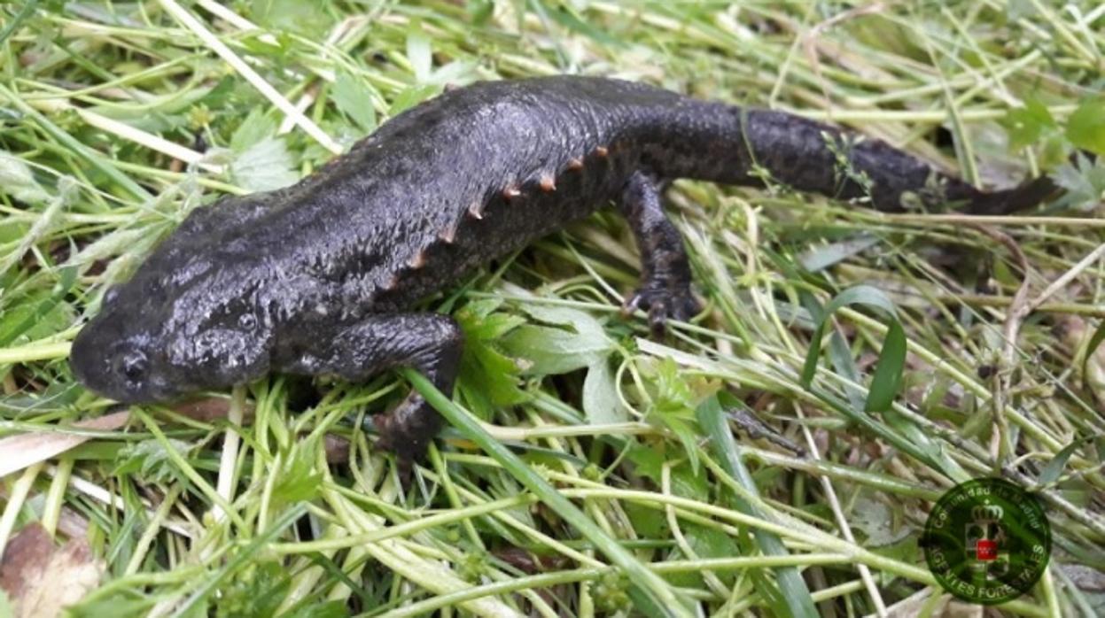 Gallipato o reptil «alien», presente en la Comunidad de Madrid