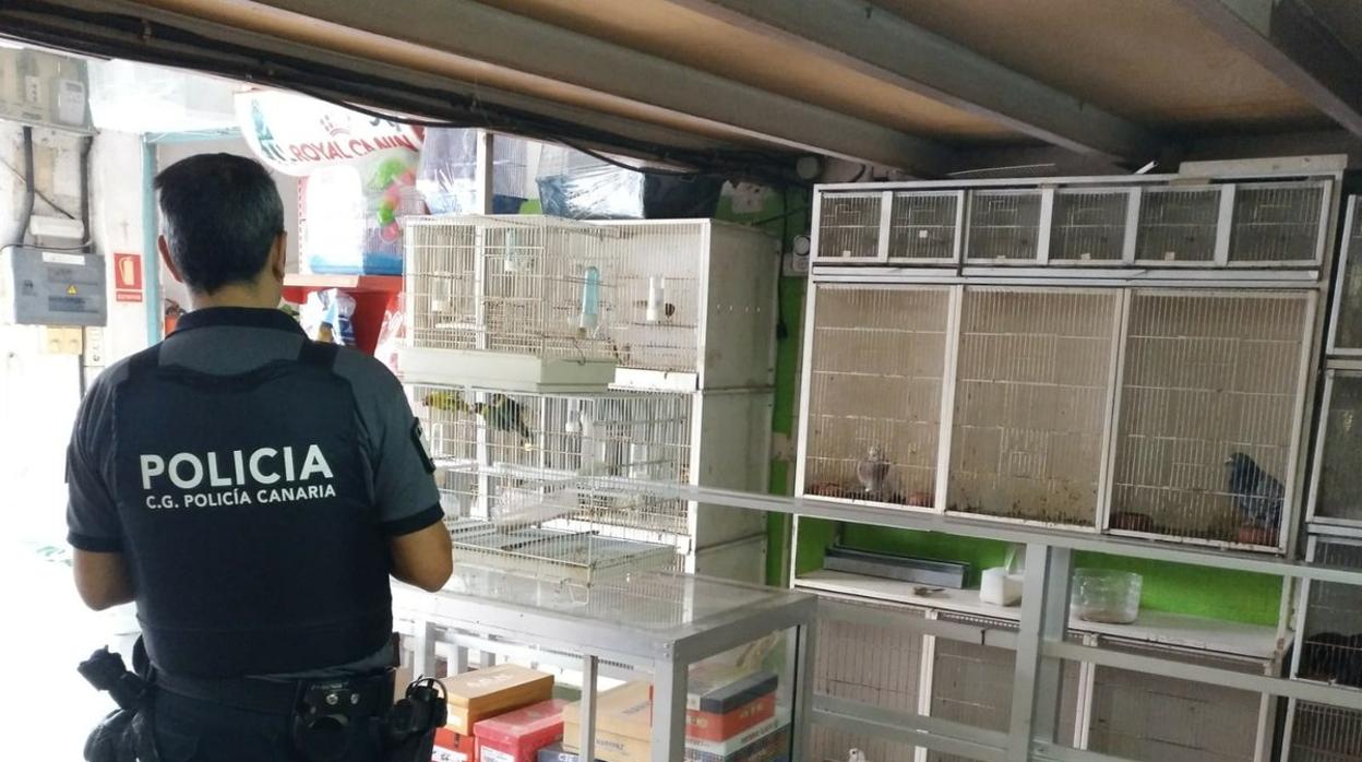 Agentes de la Policía Canaria revisan tiendas de venta de animales para controlar ventas de especies protegidas