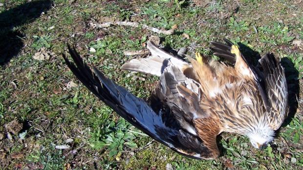 Hallan envenenadas a diez rapaces de especies protegidas en Valmojado