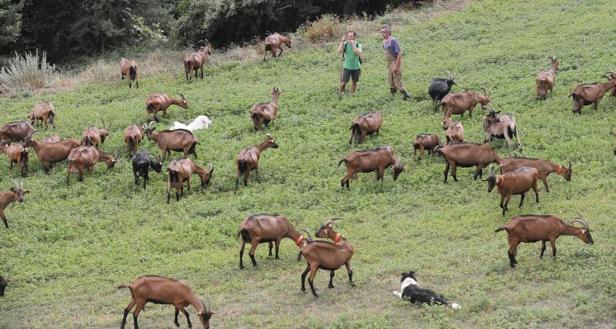 Los ganaderos piden explicaciones por el retraso de la prueba de la tuberculina