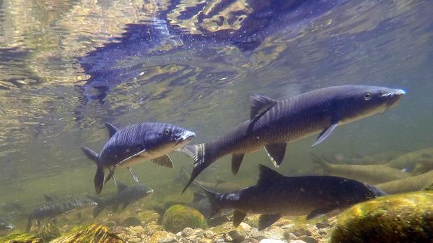 Barbos que actúan como lobos