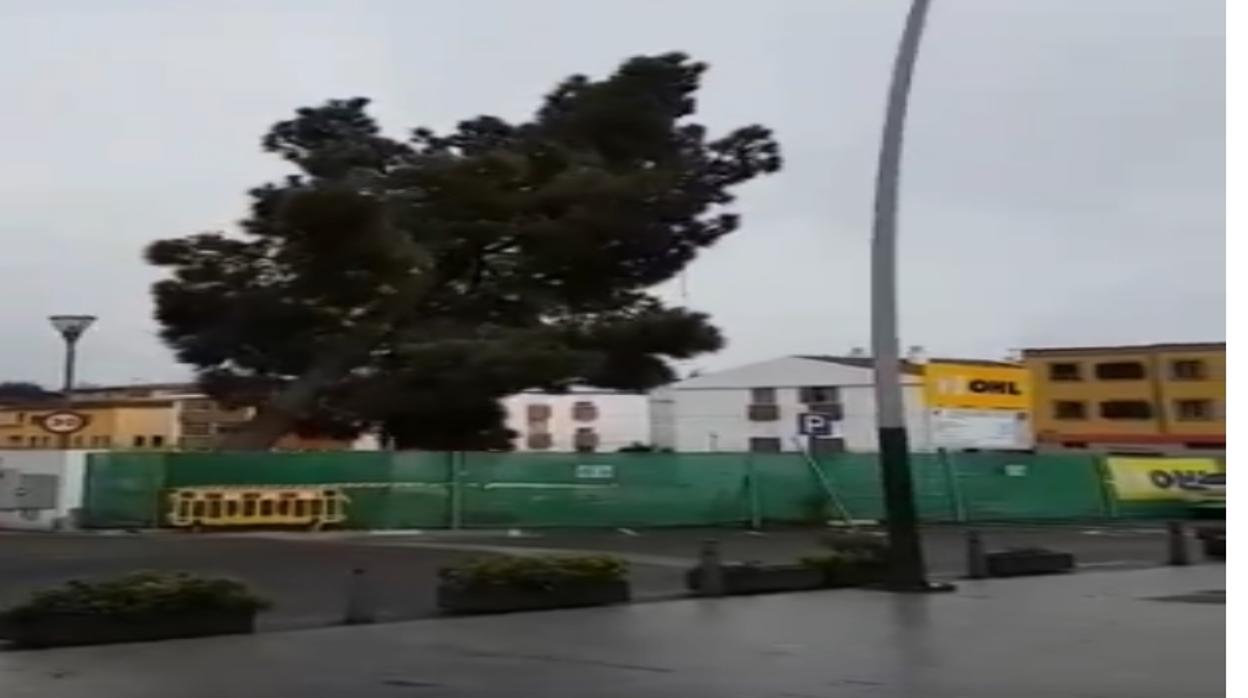 Vídeo: de esta forma liquidan en Canarias un árbol centenario para hacer un párking