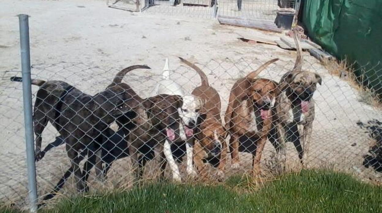Varios perros pertenecientes a la familia de las víctimas