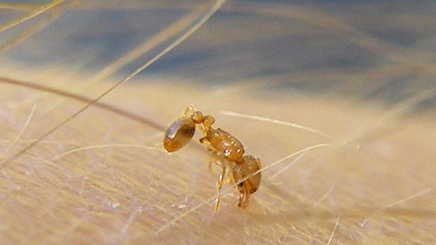 Llega a España la molesta «hormiguita de fuego» sudamericana