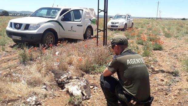 Proponen sanciones a Iberdrola por la muerte de varias aves en Albacete