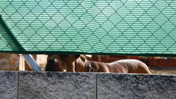 Madrid registra más de 700 sanciones a dueños de perros potencialmente peligrosos